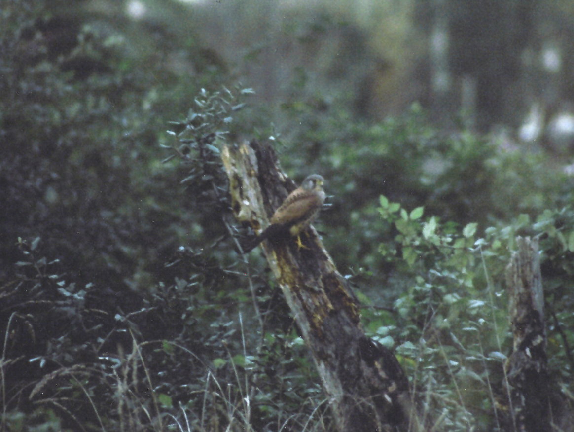 facciamo un giro in pineta?